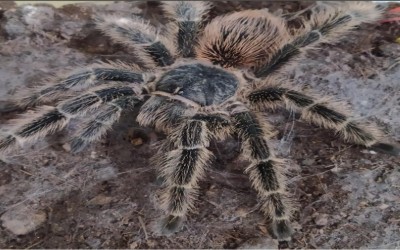 LASIODORA SUBCANENS FEMALE TARANTULA